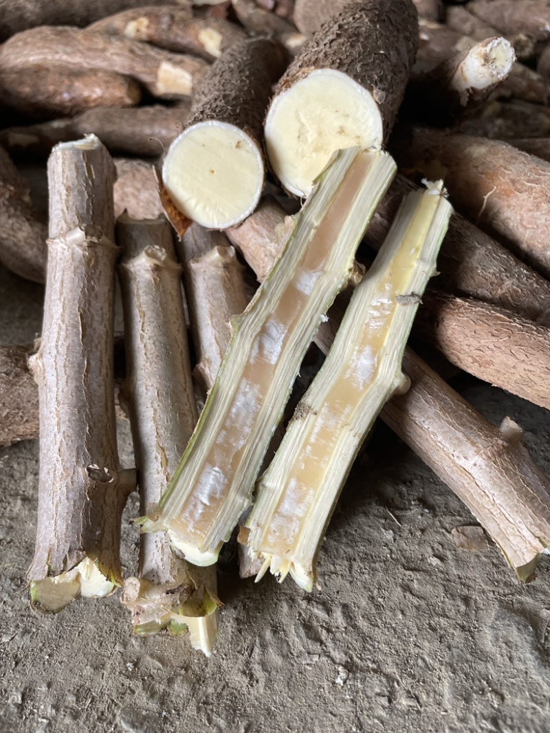 广西正宗华南9号黄肉木薯种苗黄心木薯苗