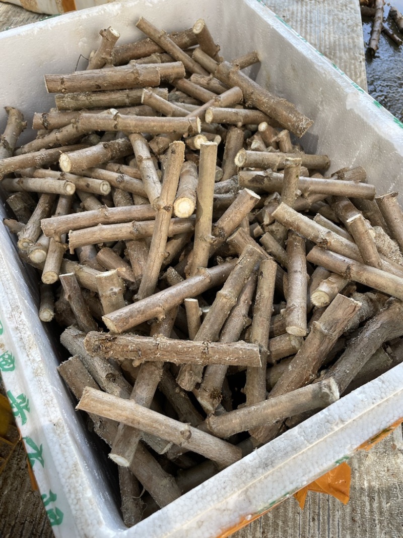 广西正宗华南9号黄肉木薯种苗黄心木薯苗