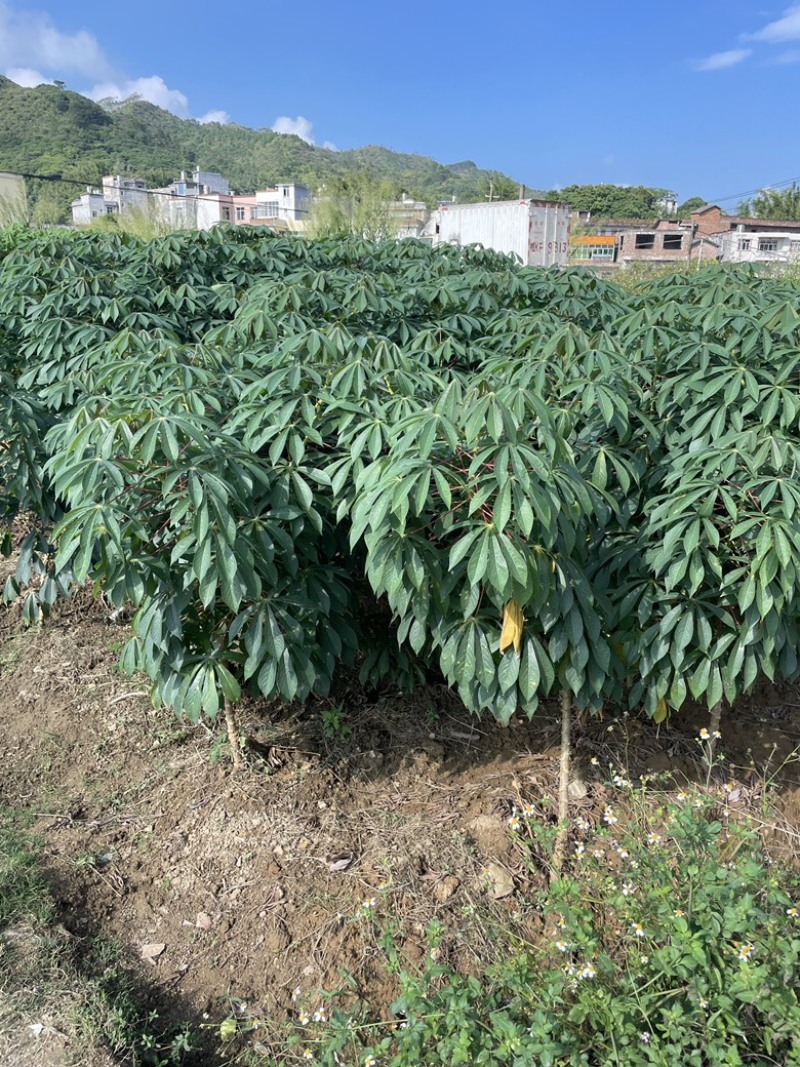 广西正宗华南9号黄肉木薯种苗黄心木薯苗