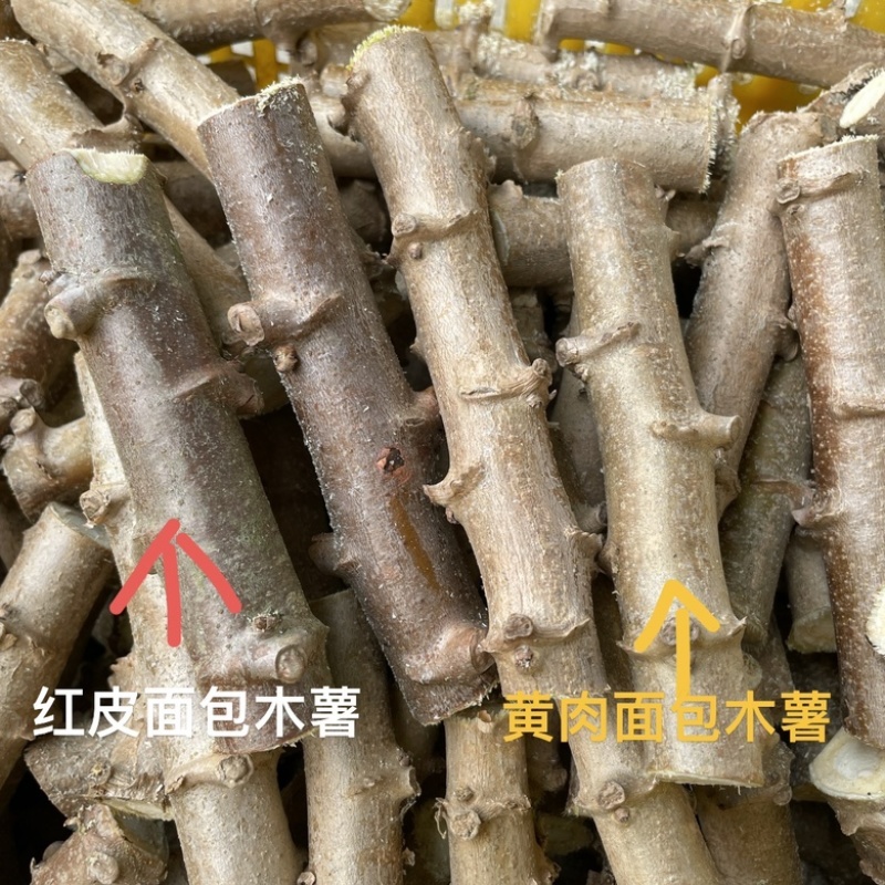 广西正宗华南9号黄肉木薯种苗黄心木薯苗