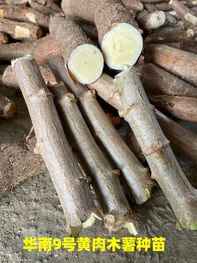 广西正宗华南9号黄肉木薯种苗黄心木薯苗