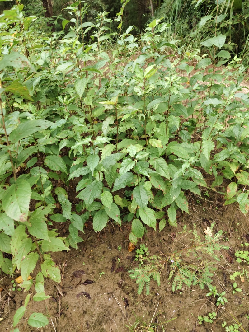 大叶青实生樱桃苗(毛樱桃苗)嫁接车厘子，玛瑙红等枮木