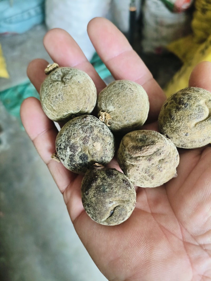 正宗化橘红幼果，规格2.0至3.0，化州源头产品，源产地