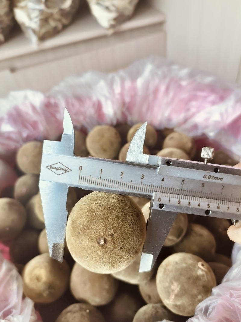 正宗化橘红幼果，规格2.0至3.0，化州源头产品，源产地
