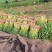红根蒜苗地头装货要多少有多少保质保量发货全国春节前不断货