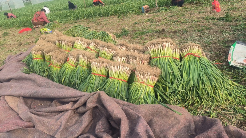 红根蒜苗地头装货要多少有多少保质保量发货全国春节前不断货