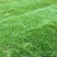 混播台湾草