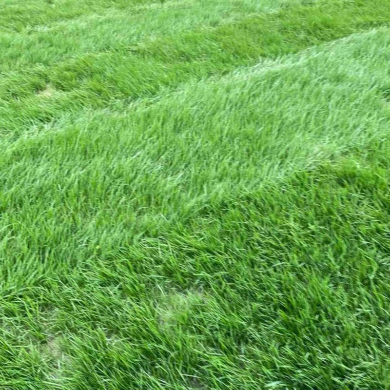 混播台湾草
