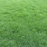混播台湾草