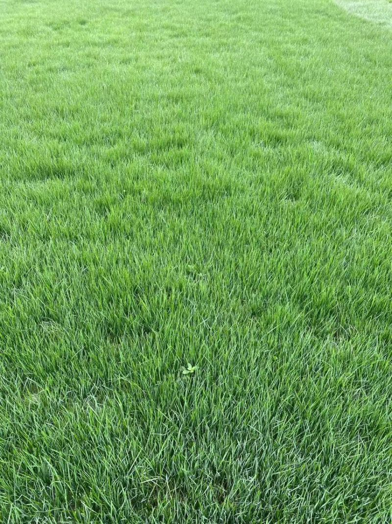 混播台湾草
