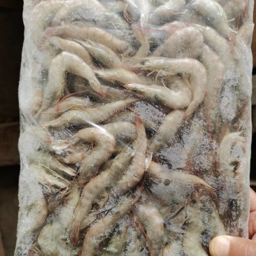 连云港冷冻南美白对虾，厂家一手货源直发，量大优惠视频看货