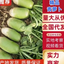 河南开封通许青萝卜大量上市一手货源支持各种规格都有