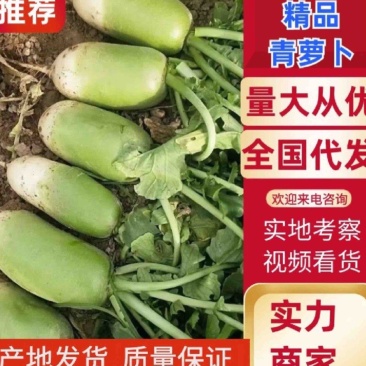 河南开封通许青萝卜大量上市一手货源支持各种规格都有