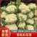 河南开封通许有机花菜小米粒，松花菜，青梗白面