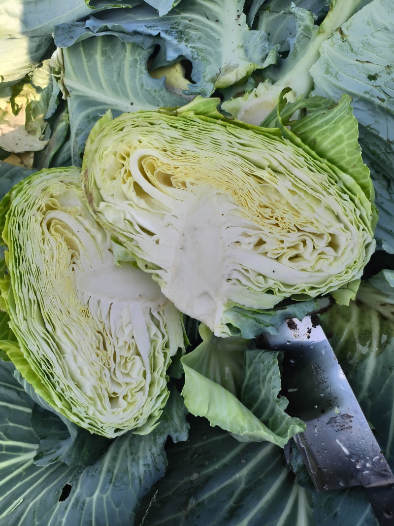 扁包菜三到6斤，产地直供，欢迎选购