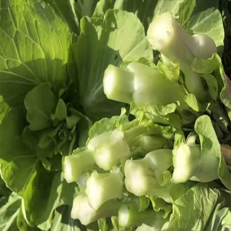 湖北菜台白菜苔产地看货论价保质保量欢迎订购
