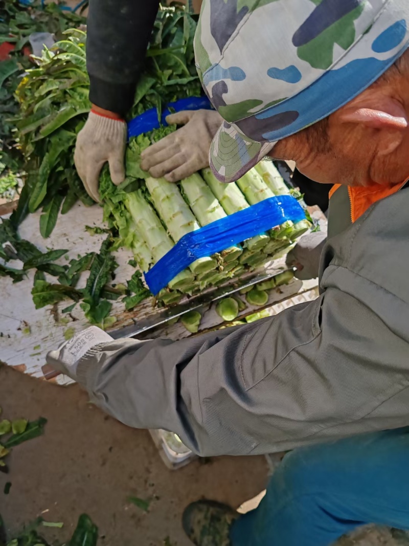 泰安红叶莴苣产地直销