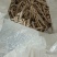 亳州白芷片，通装，选装预定精品白芷照片实拍一手货