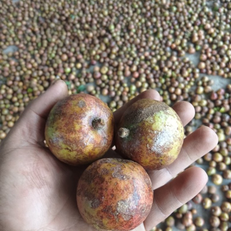 野生油茶果