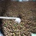 野生油茶果