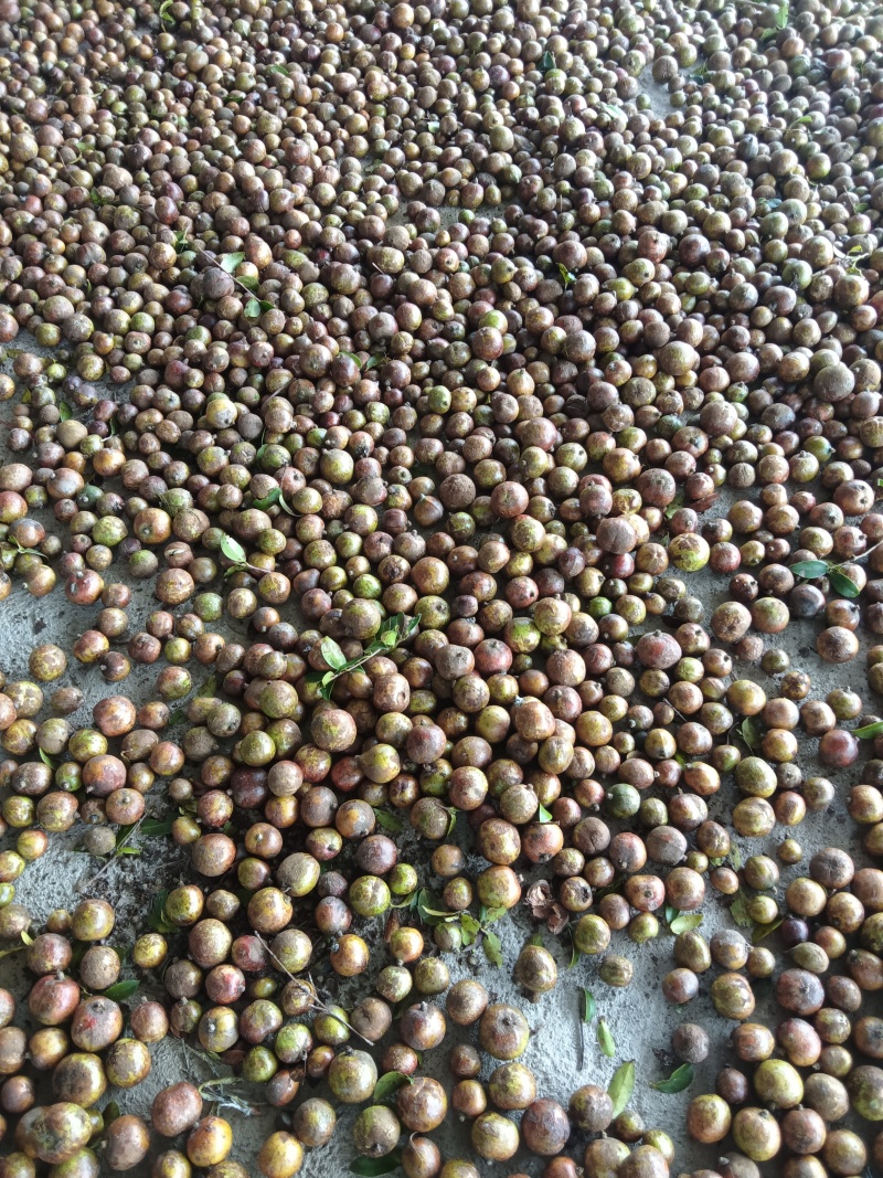 野生油茶果