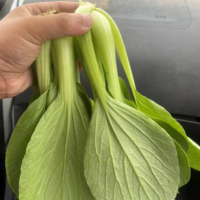 精品油菜
