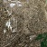 垂盆草中草药野生干垂盆草新货无杂质净货