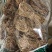 鸡骨草批发优质鸡骨草扎把鸡骨草量大价优