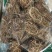 鸡骨草批发优质鸡骨草扎把鸡骨草量大价优
