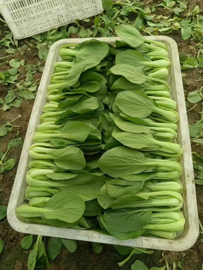 精品油菜