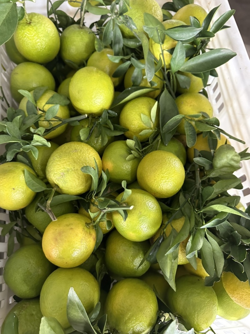 海南澄迈县福橙种植基地，基地直采，品质保证，糖度≥13