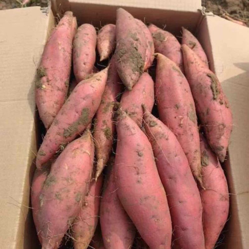 烟薯25烤块流油流蜜精品唐山货，可供河南烤薯店