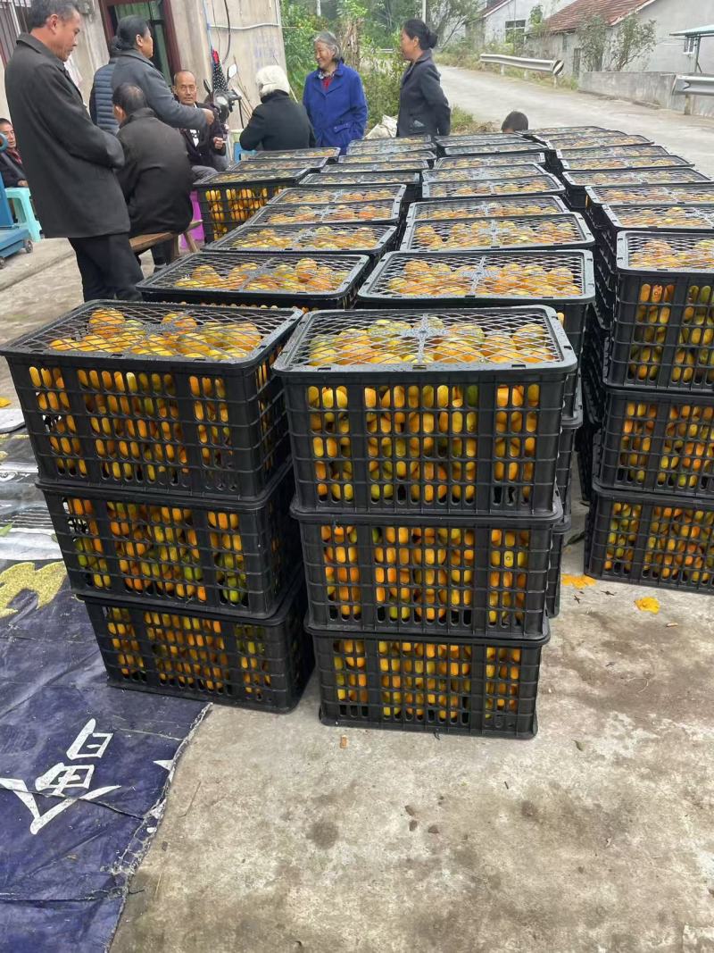 【蜜桔】资中特早对接全国各大商超价格美丽欢迎致电