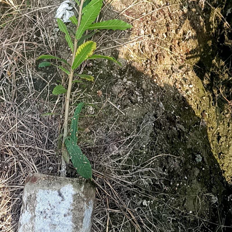 麻栎地苗杯苗大量供应