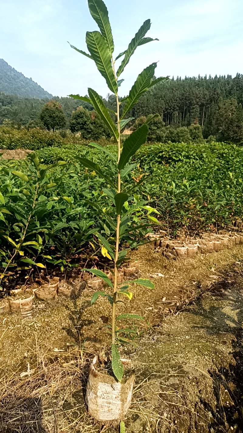 麻栎地苗杯苗大量供应
