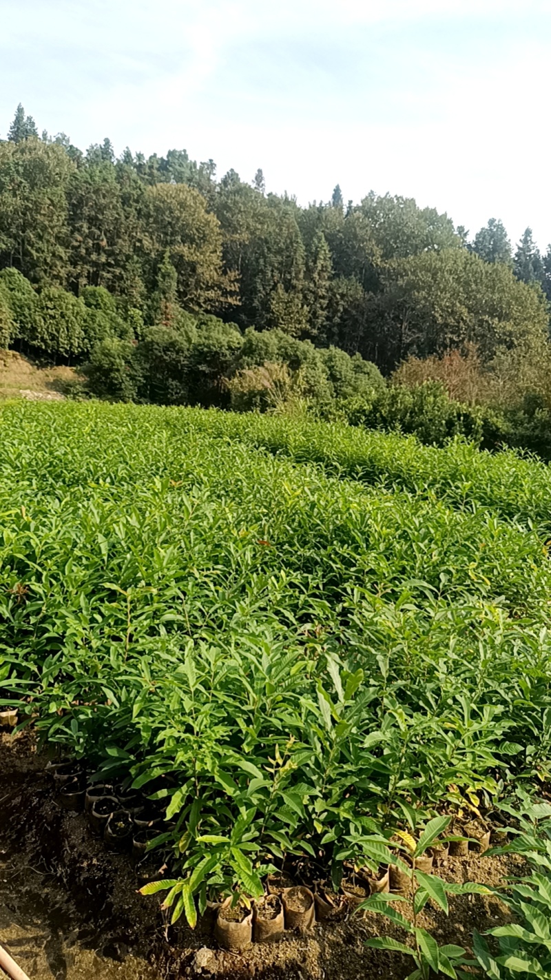 麻栎地苗杯苗大量供应