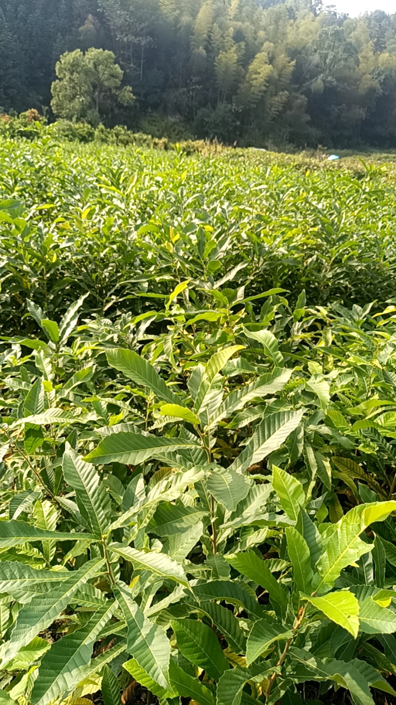 麻栎地苗杯苗大量供应