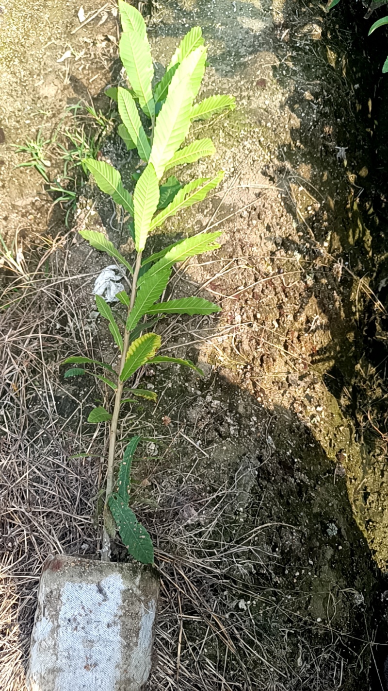 麻栎地苗杯苗大量供应