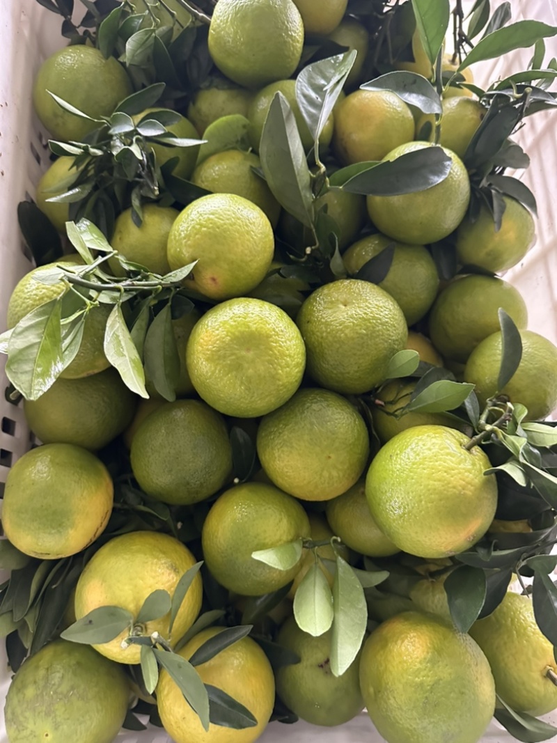 海南澄迈县福橙种植基地，糖度≥13，品质保证，基地直采