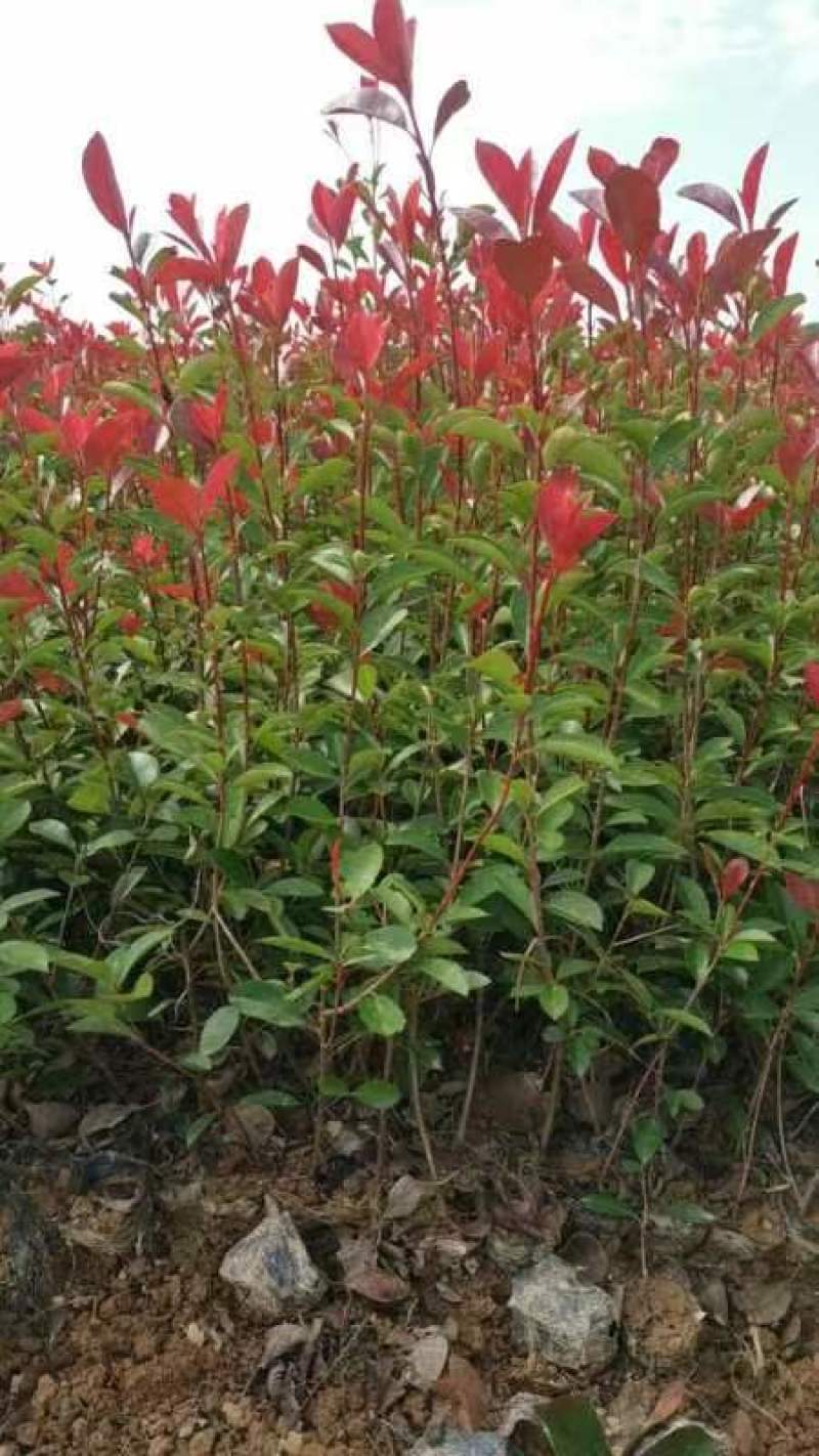 红叶石楠