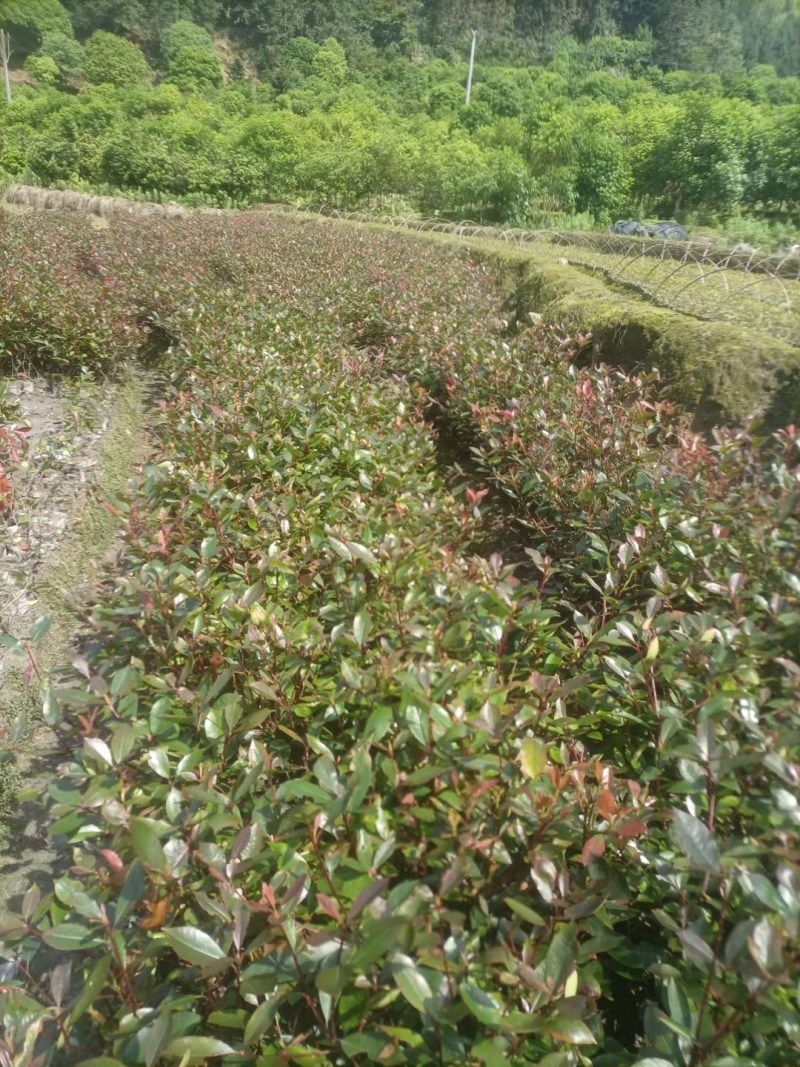 红叶石楠