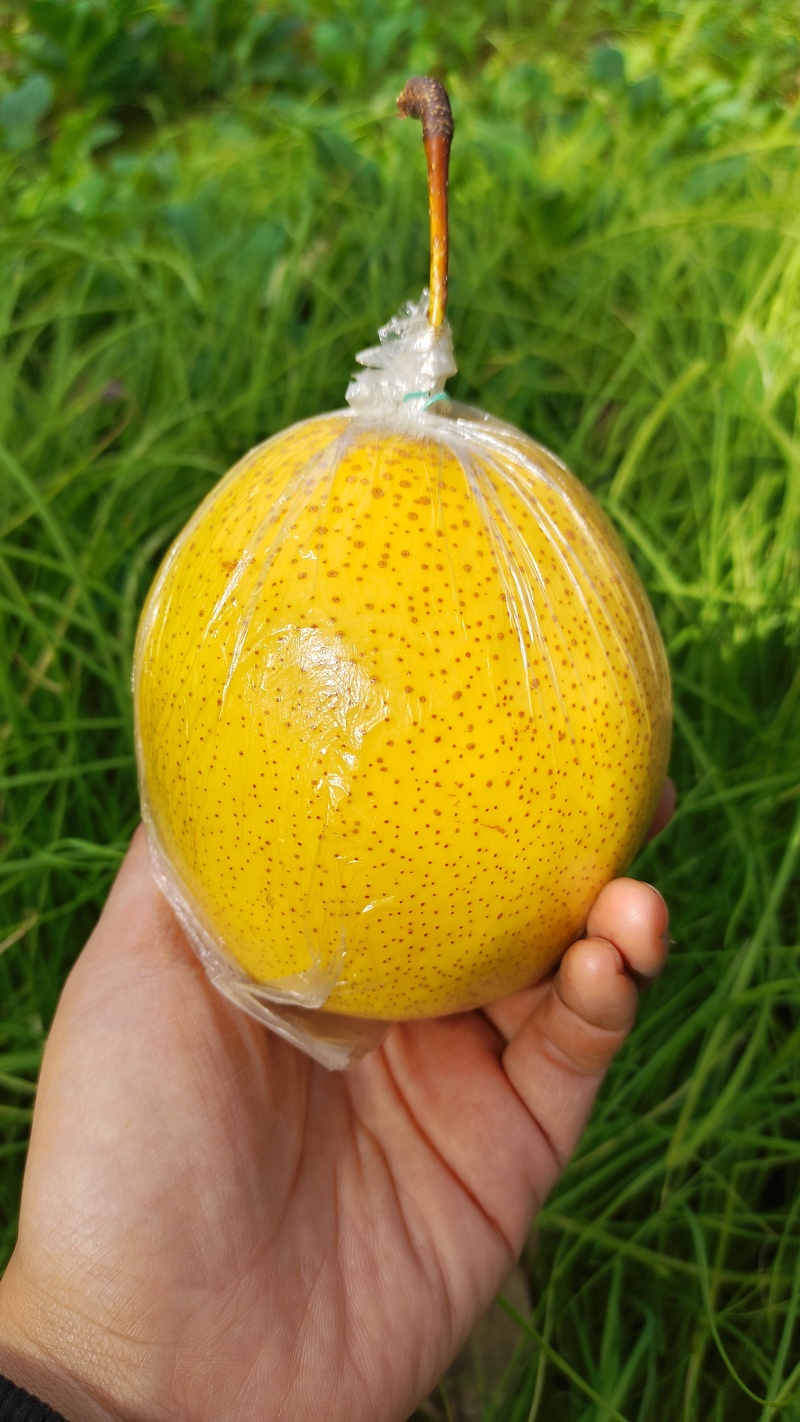 山坡膜袋雪花梨