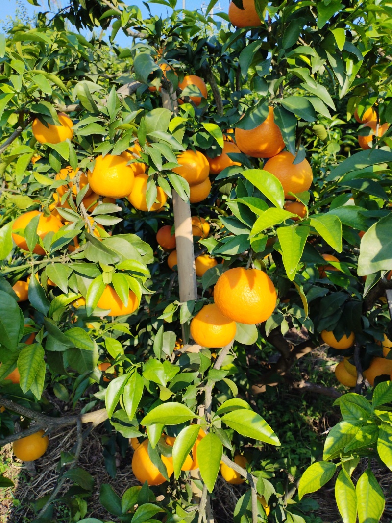 爱媛橙果冻橙【推荐】优质四川爱媛橙一手货源规格齐全