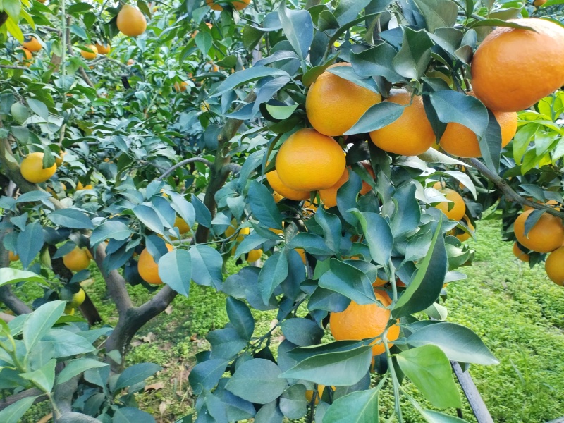 爱媛橙果冻橙【推荐】优质四川爱媛橙一手货源规格齐全