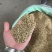 小茴香进口/国产/调味料/卤料/味道浓干净无杂质
