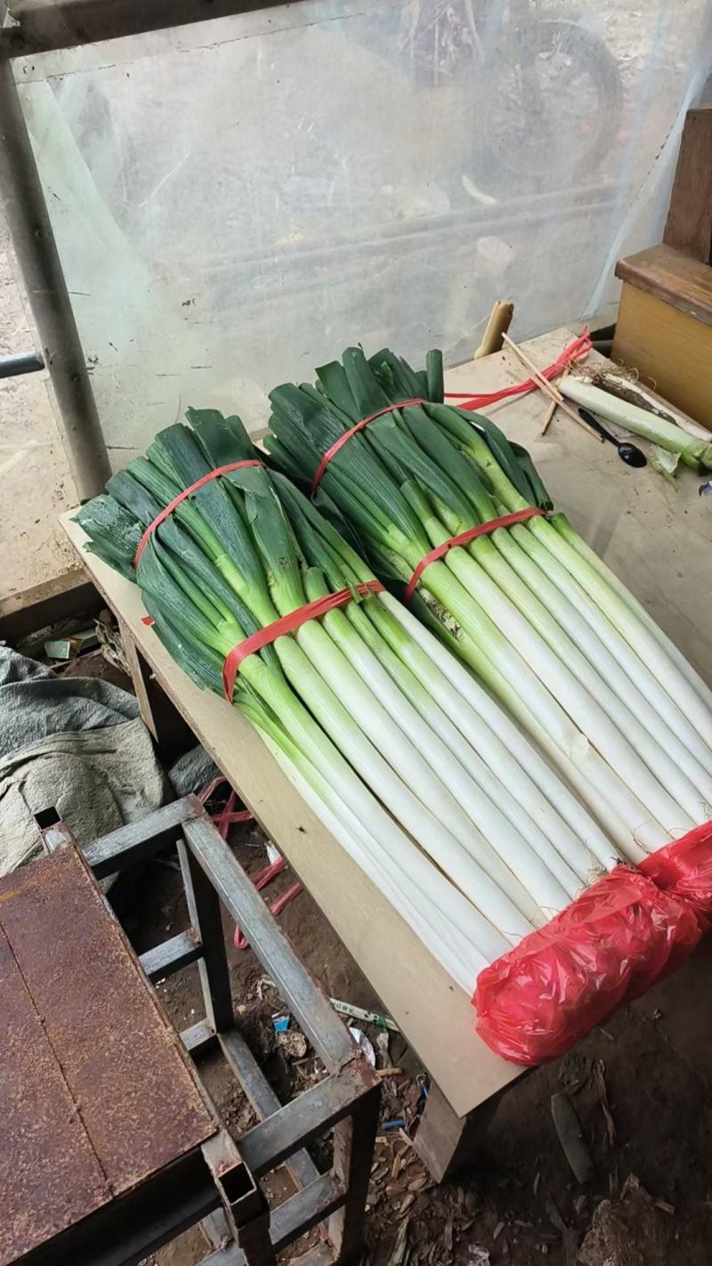 正宗铁杆大葱葱白长且粗优质精品超市货市场货都有按要求分拣打捆