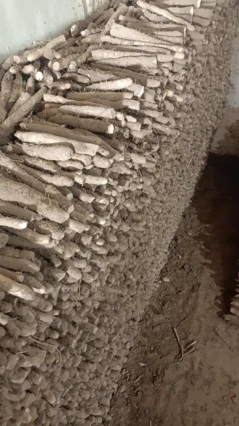 河北衡阳山药-小白嘴白山药沙地山药产地直发代发全国市场