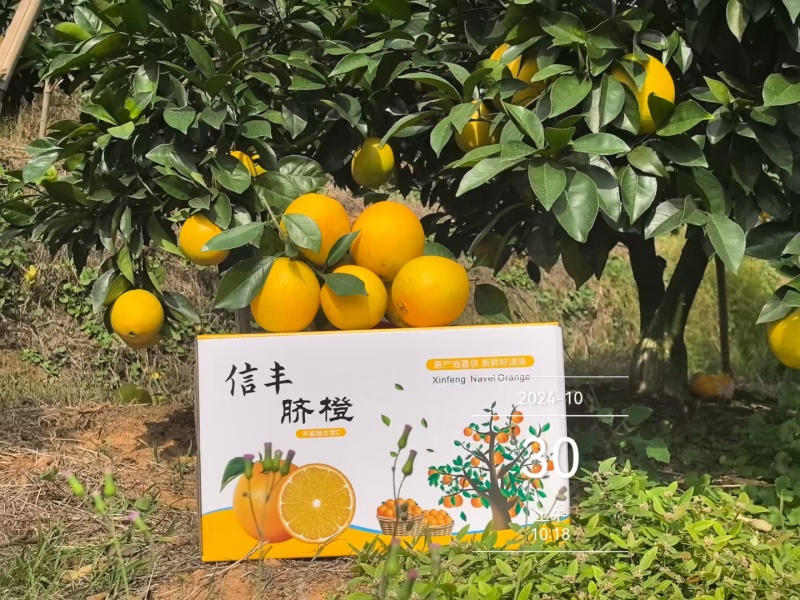 赣南(信丰)脐橙“蓄谋已久的甜蜜”不慌不忙，渐渐变黄
