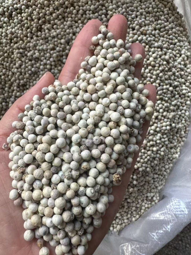 白胡椒/海南精品白胡椒/印尼大颗粒调味料,味浓
