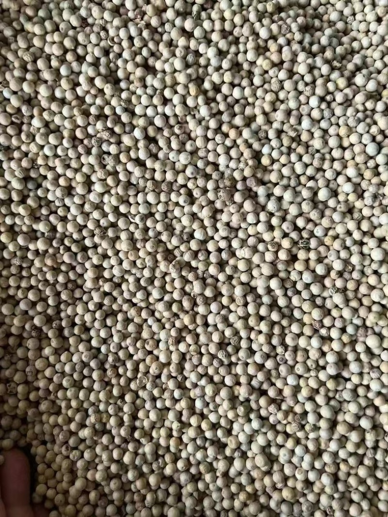 白胡椒/海南精品白胡椒/印尼大颗粒调味料,味浓